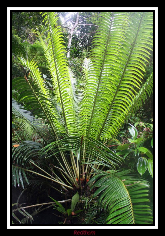 Selva tropical