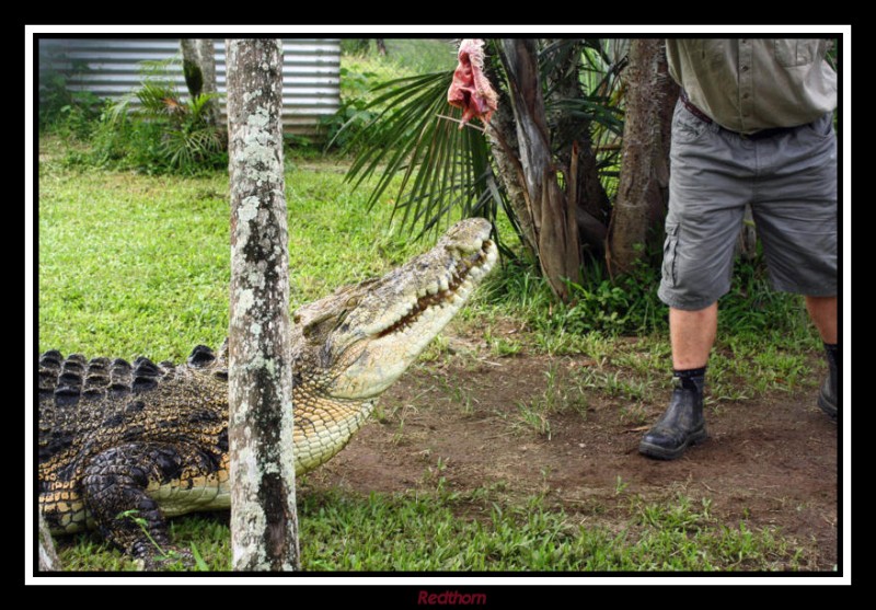 Secuencia cocodriliana 1