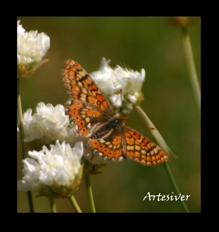 mariposa