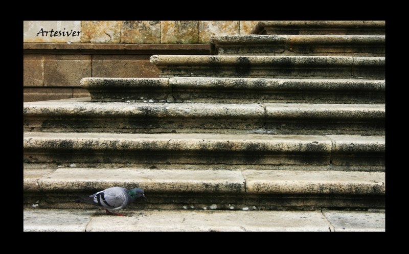 escaleras y paloma