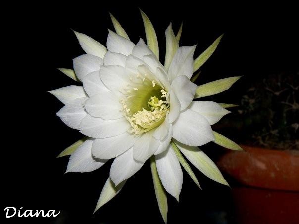 cactus en flor