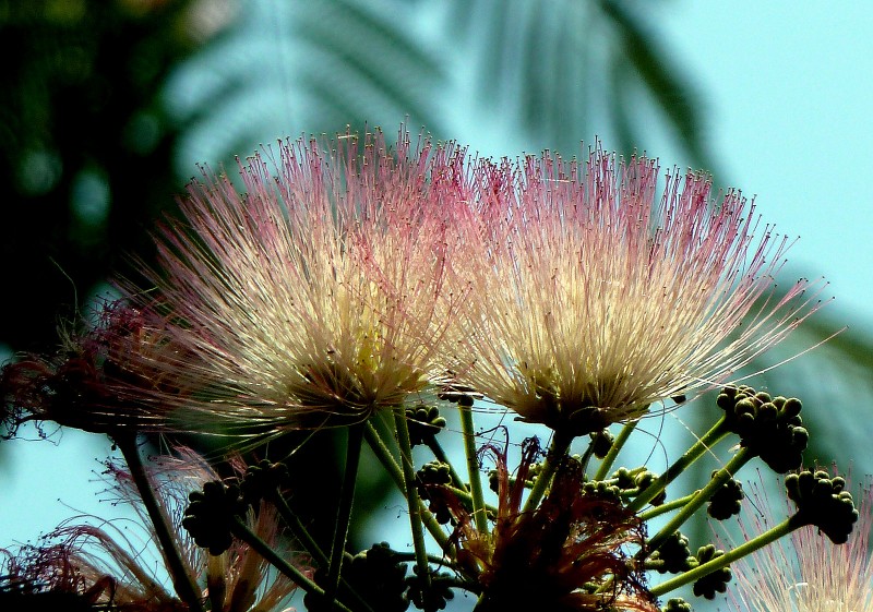 Flor de rbol 01