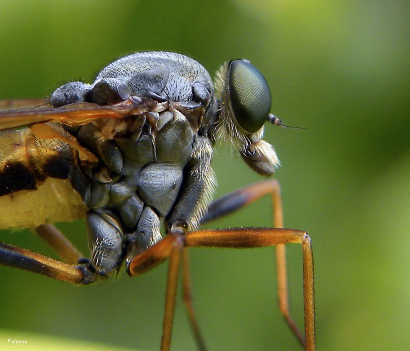 Detalles de un insecto