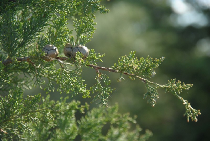 3 bobajas