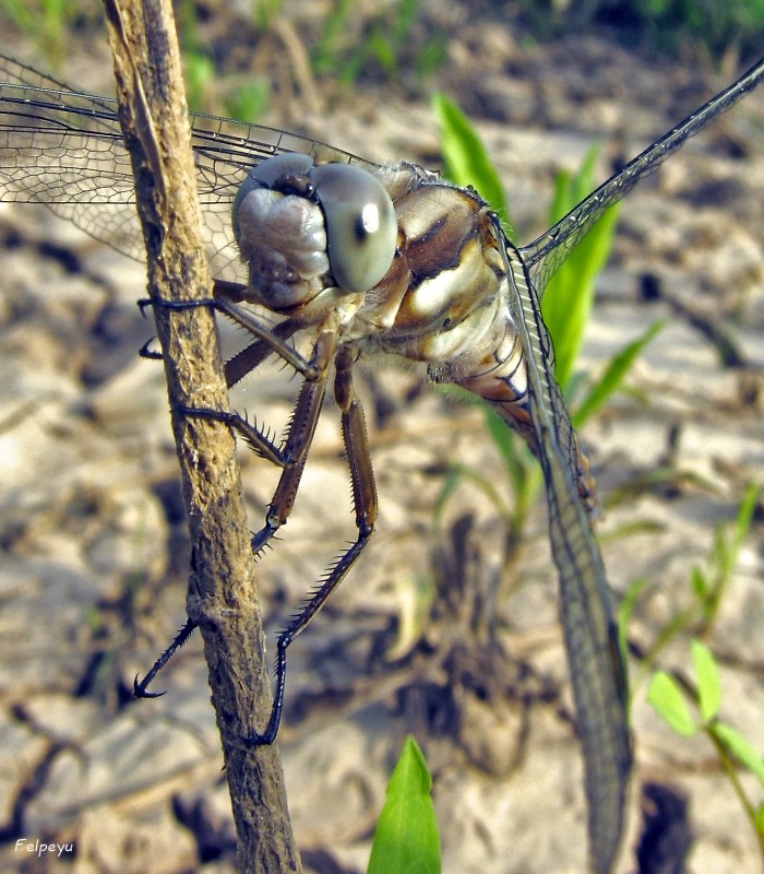 Ancesctral insecto