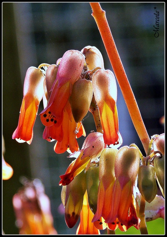 Campanas florales