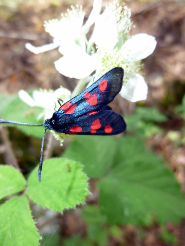 Mariposas