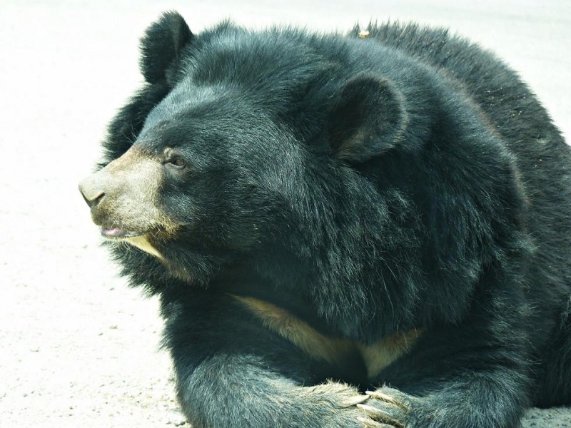 oso del tibet