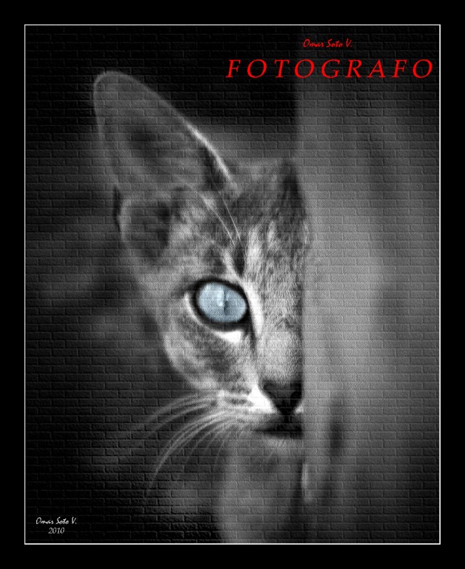 mirada felina