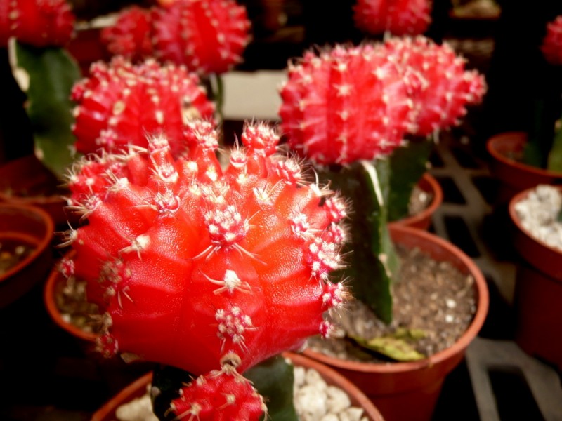 Cactus rojo