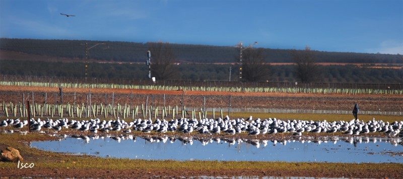 Gaviotas en Fuente de Piedra