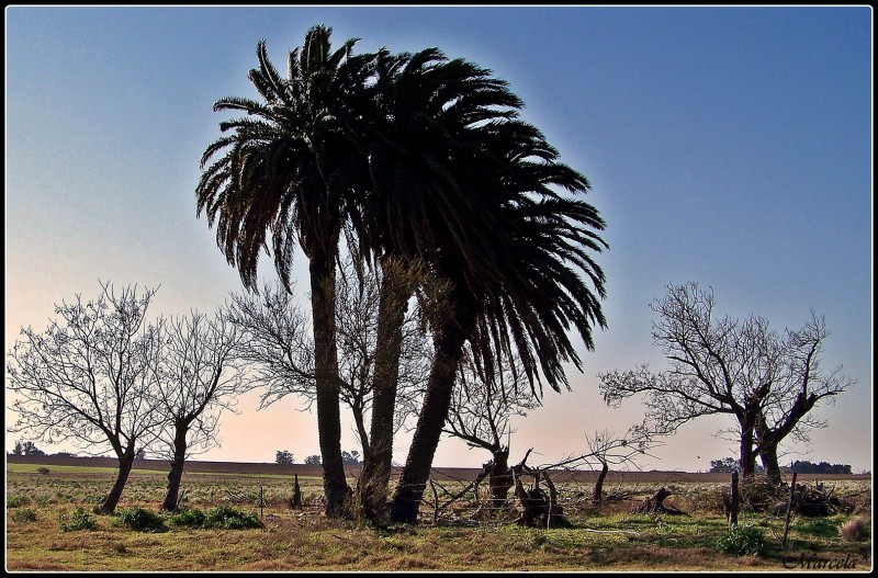 Estampa rural invernal