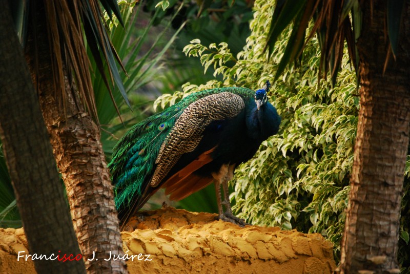 Pavo real