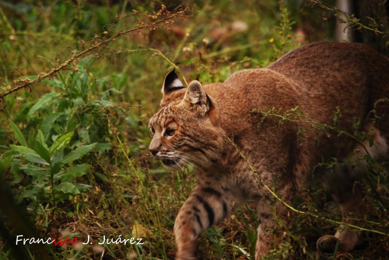 Lince