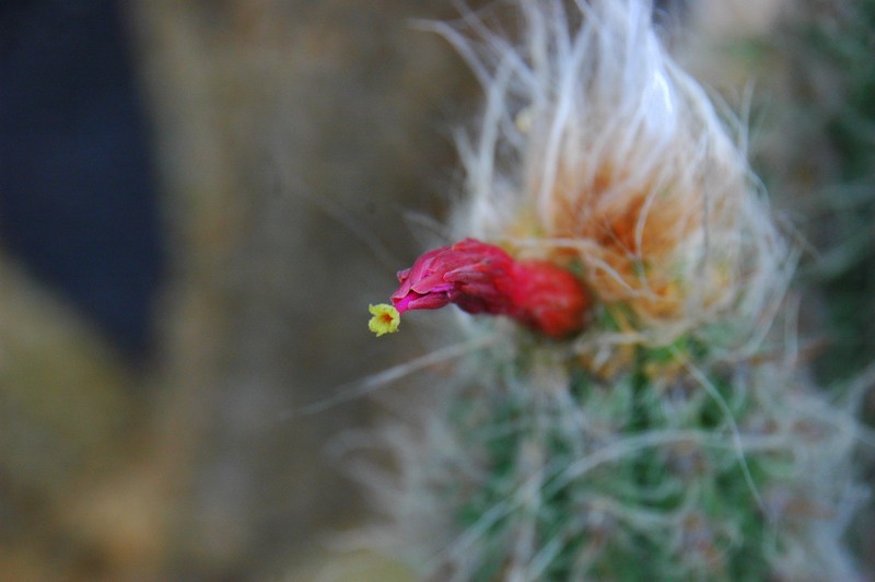 Narizotas peludo