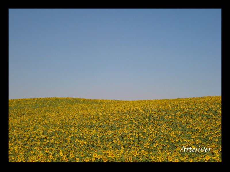 girasoles