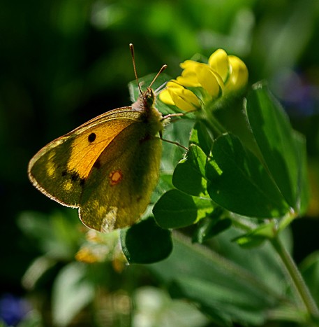 MARIPOSA