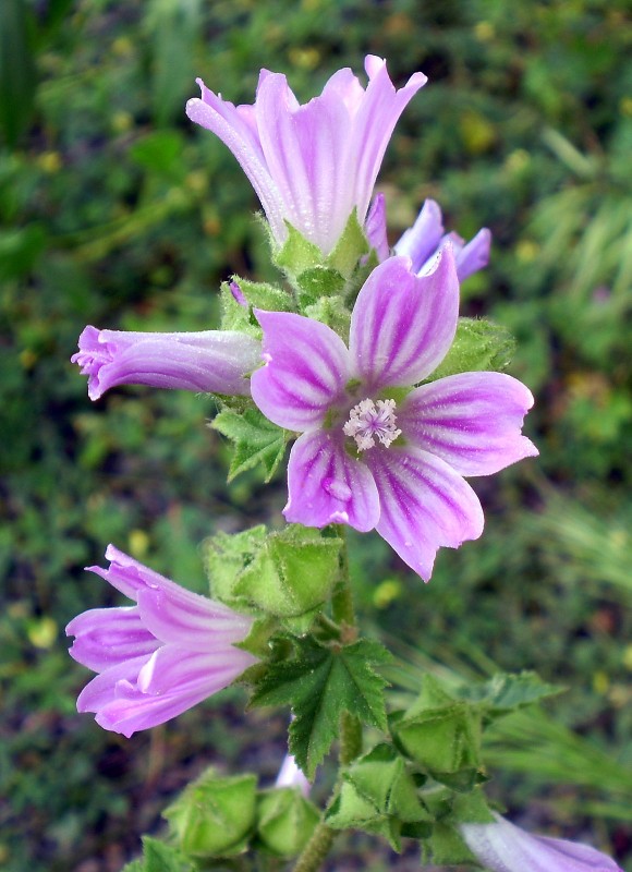 Flor de pradera 22