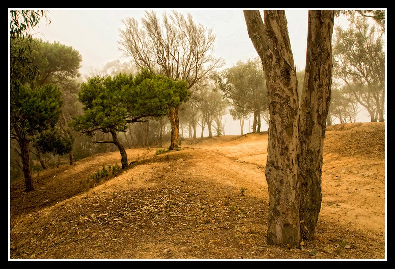 Caminando entre niebla.