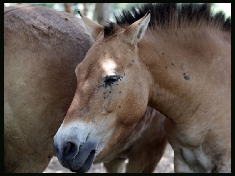 Caballos Przewalski