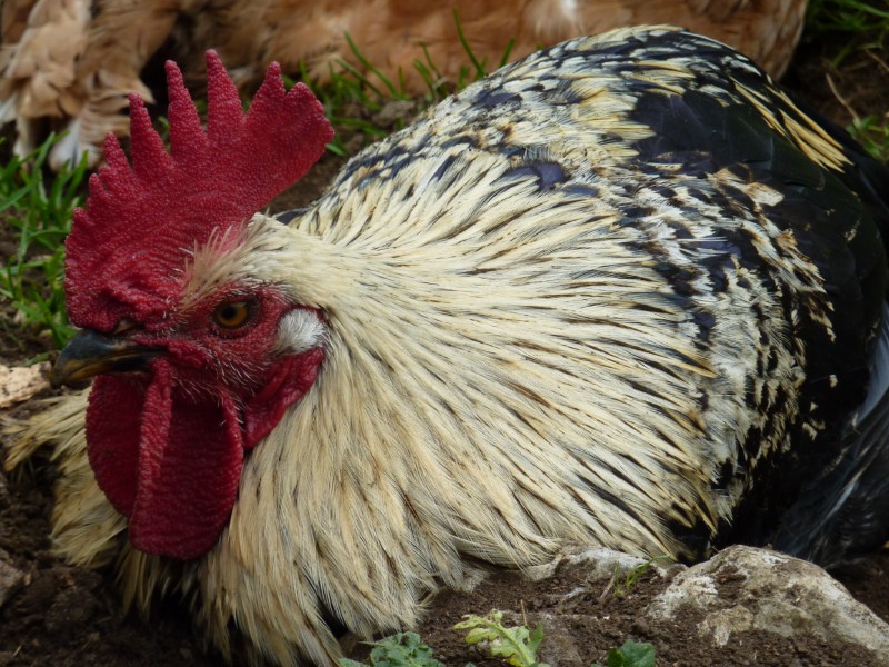 Que fue primero el Gallo o la Gallina?