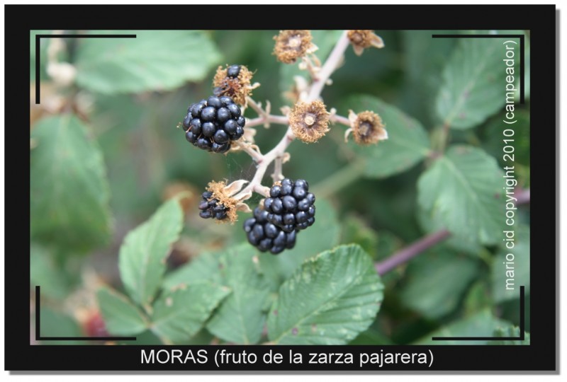 MORAS (fruto de la zarza pajarera)