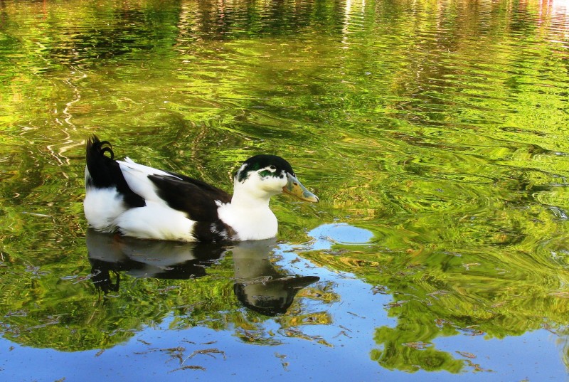 SOMBRA REFLEJADA