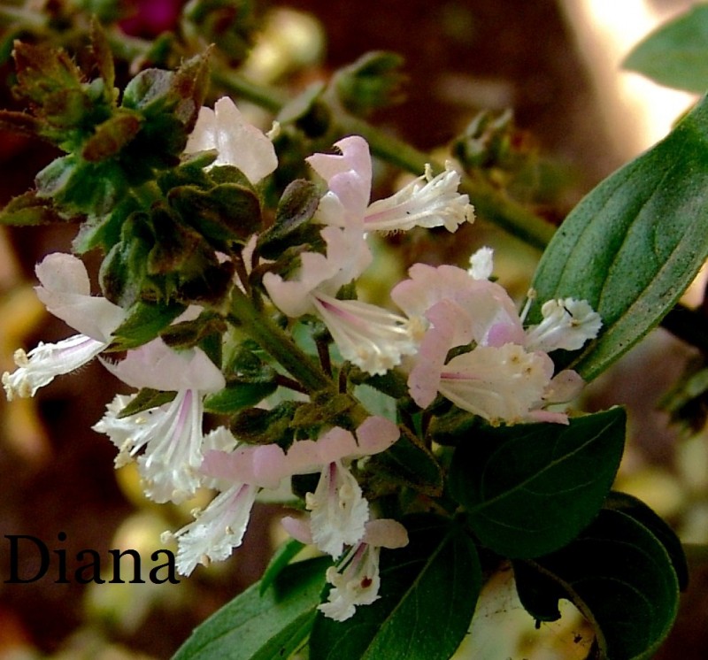 albahaca en flor