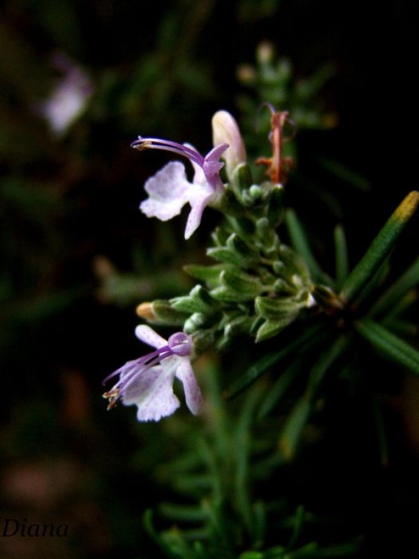 romero en flor