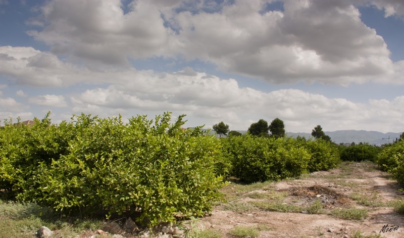 Huerta de Murcia