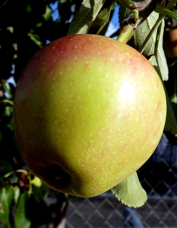 Manzana madura 01