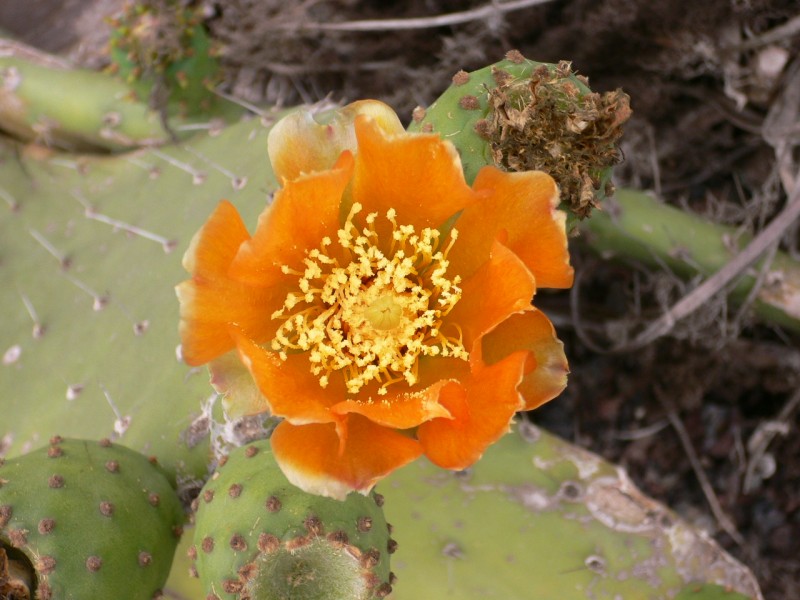 Flor de Cactus