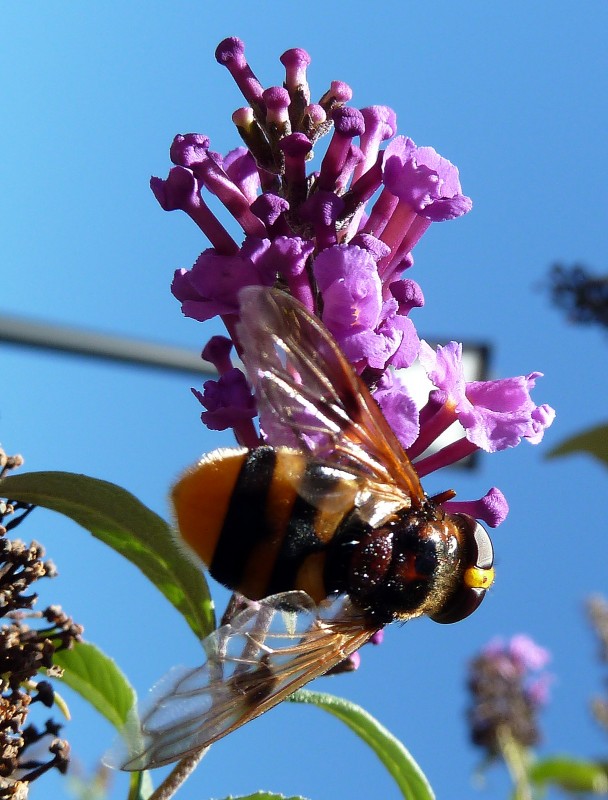 Flor con bicho 29