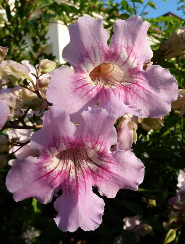 Campanilla Sep. 10 03