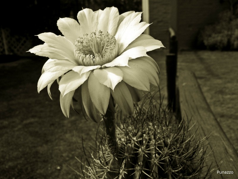 Flor de Cactus