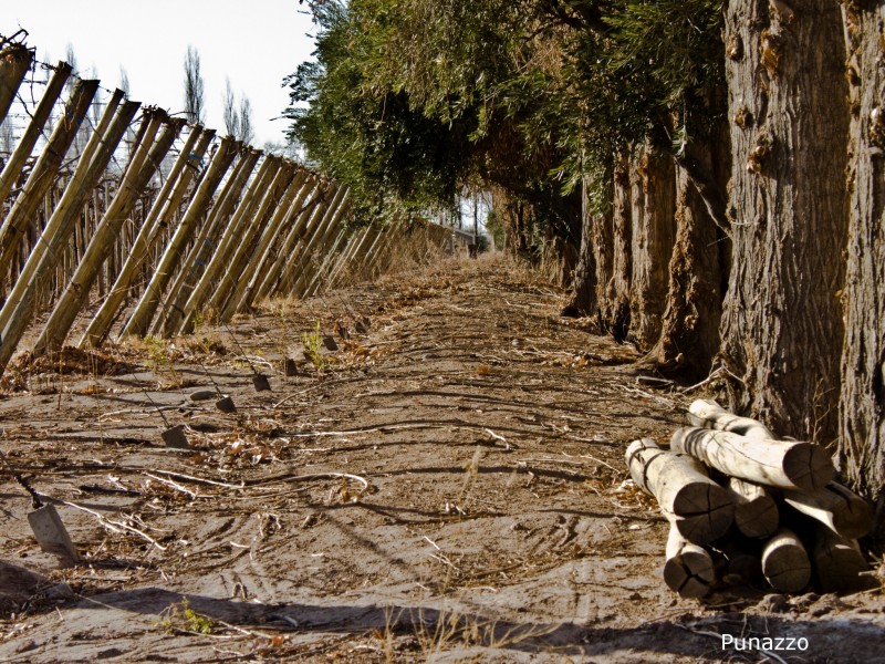 Campo Invernal