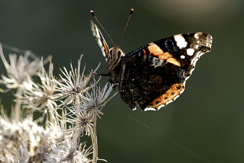 MARIPOSA