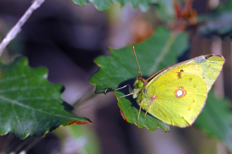 MARIPOSA