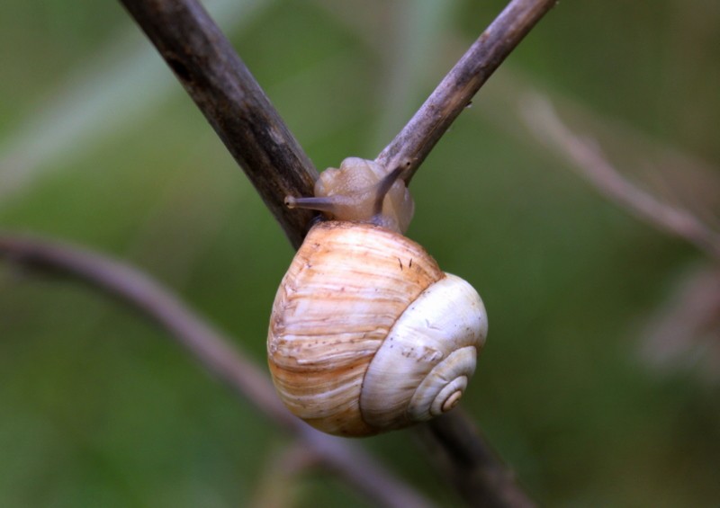 caracol