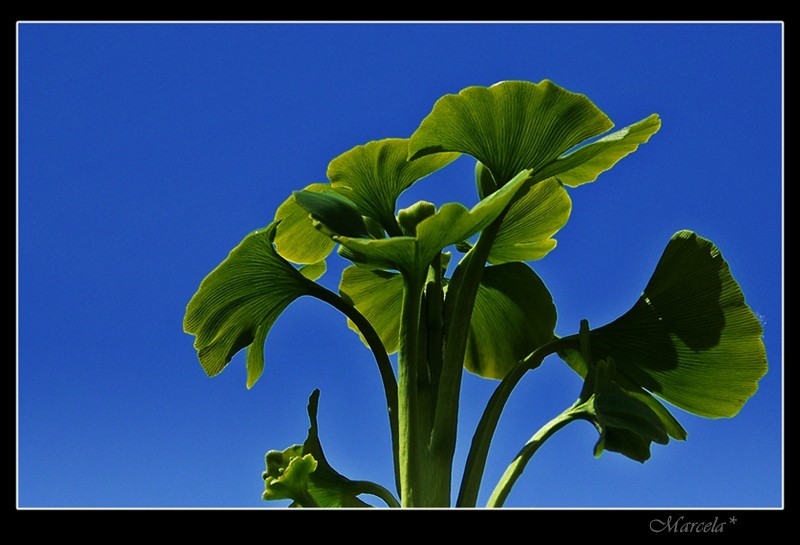 Gingko Biloba asomando a la primavera