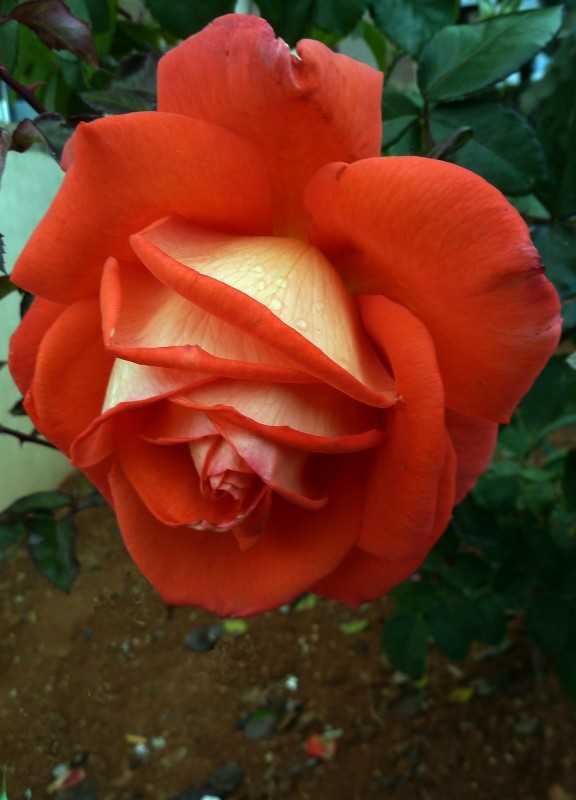 Rosa bicolor 01