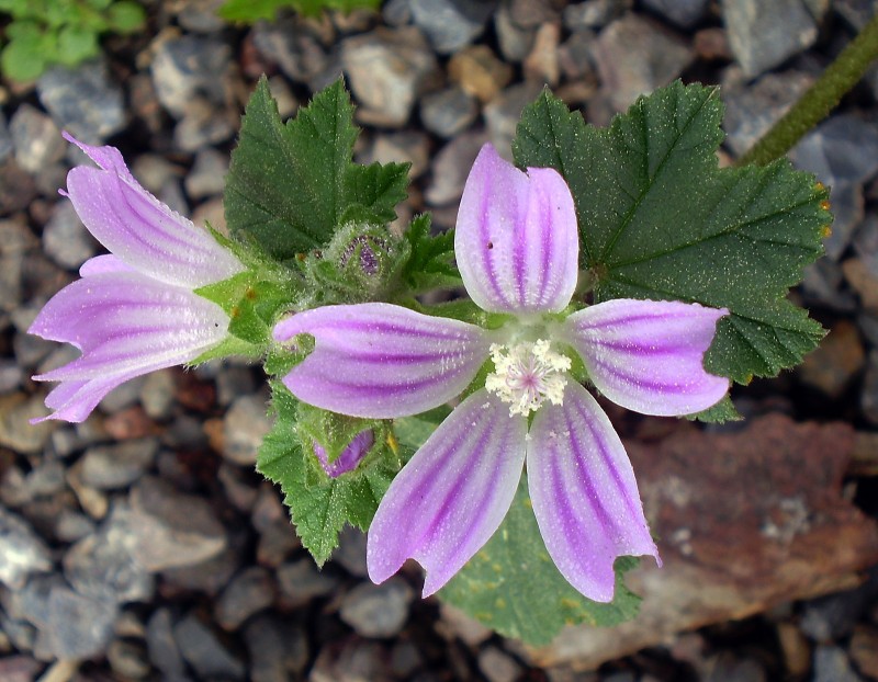 Flor de pradera 26