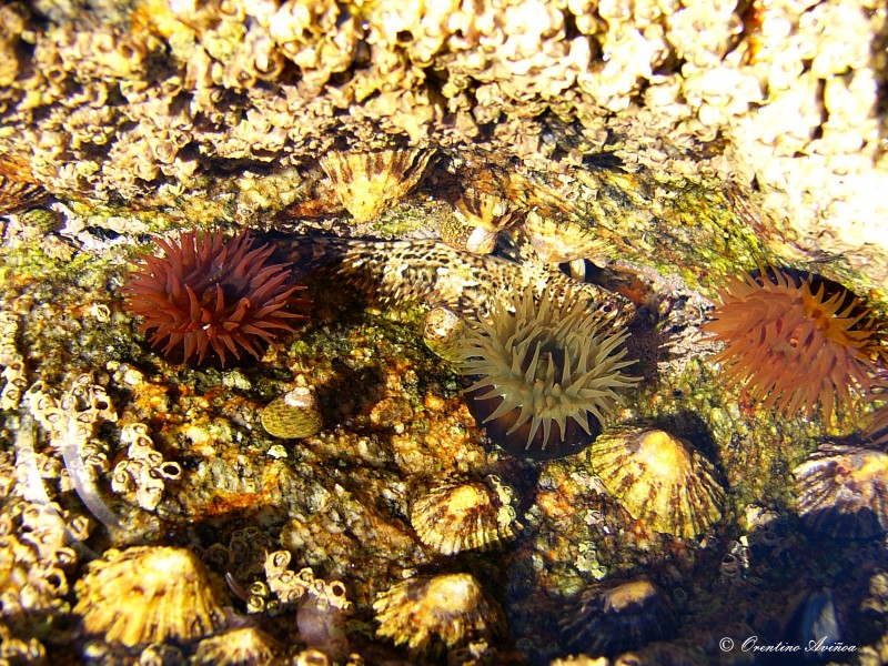 Escondido entre anemonas