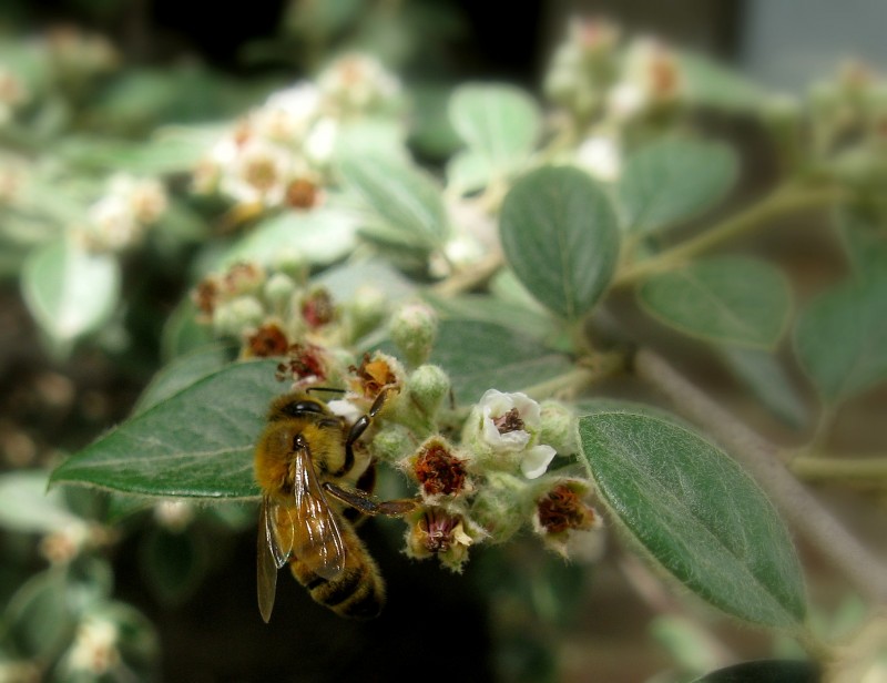 ASOMA UNA ABEJA