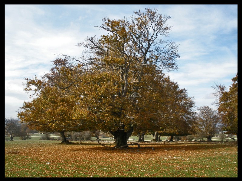 Gran Arbol