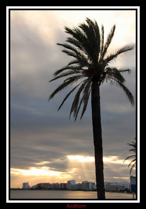 Palmera recibiendo los ltimos rayos de sol