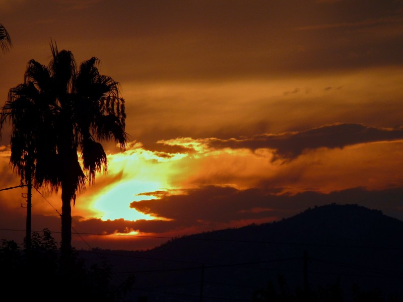 Palmera atardeciendo