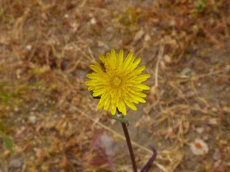 Flor en miniatura