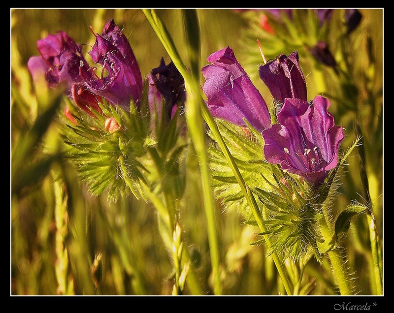 Estacin: verano floral