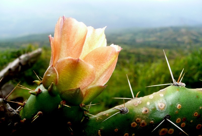 flor de cactus